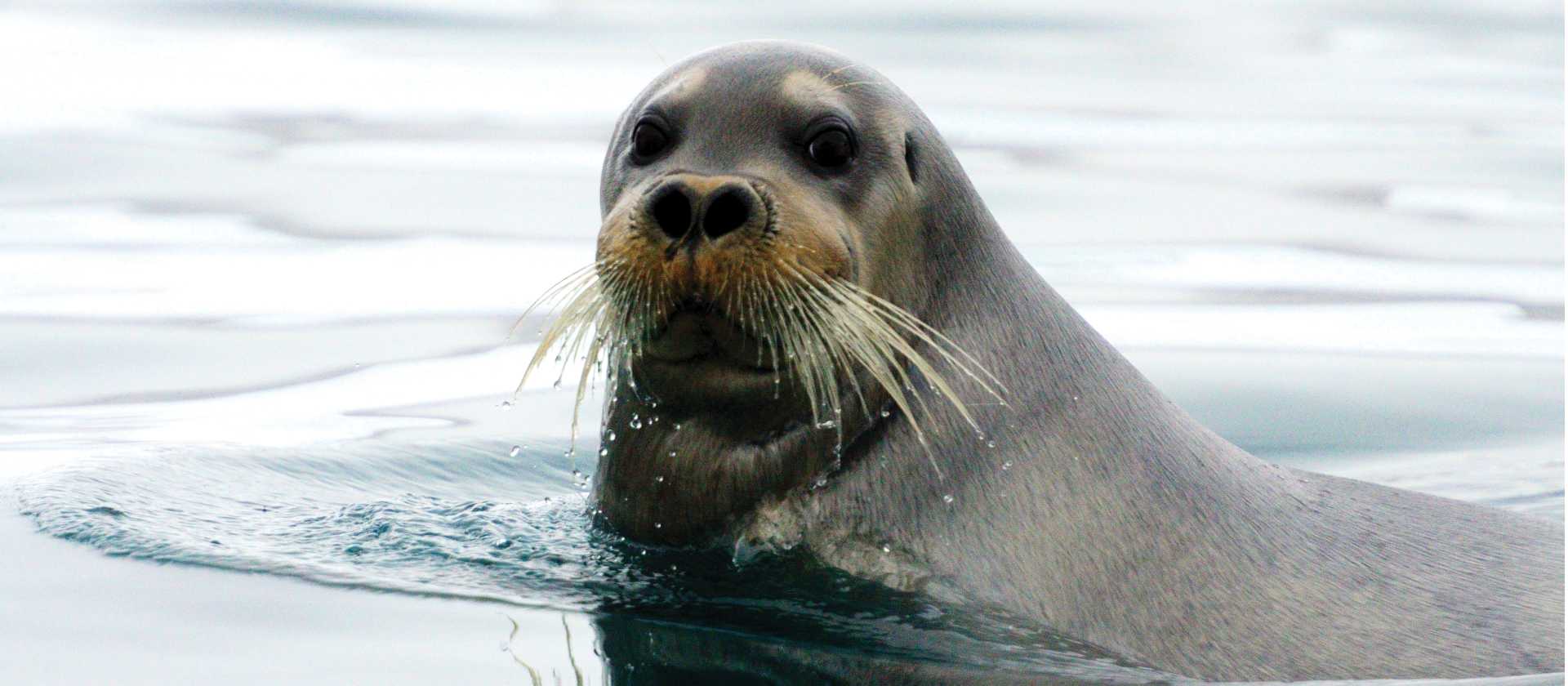 A curious Beared Seal | © Danny Catt