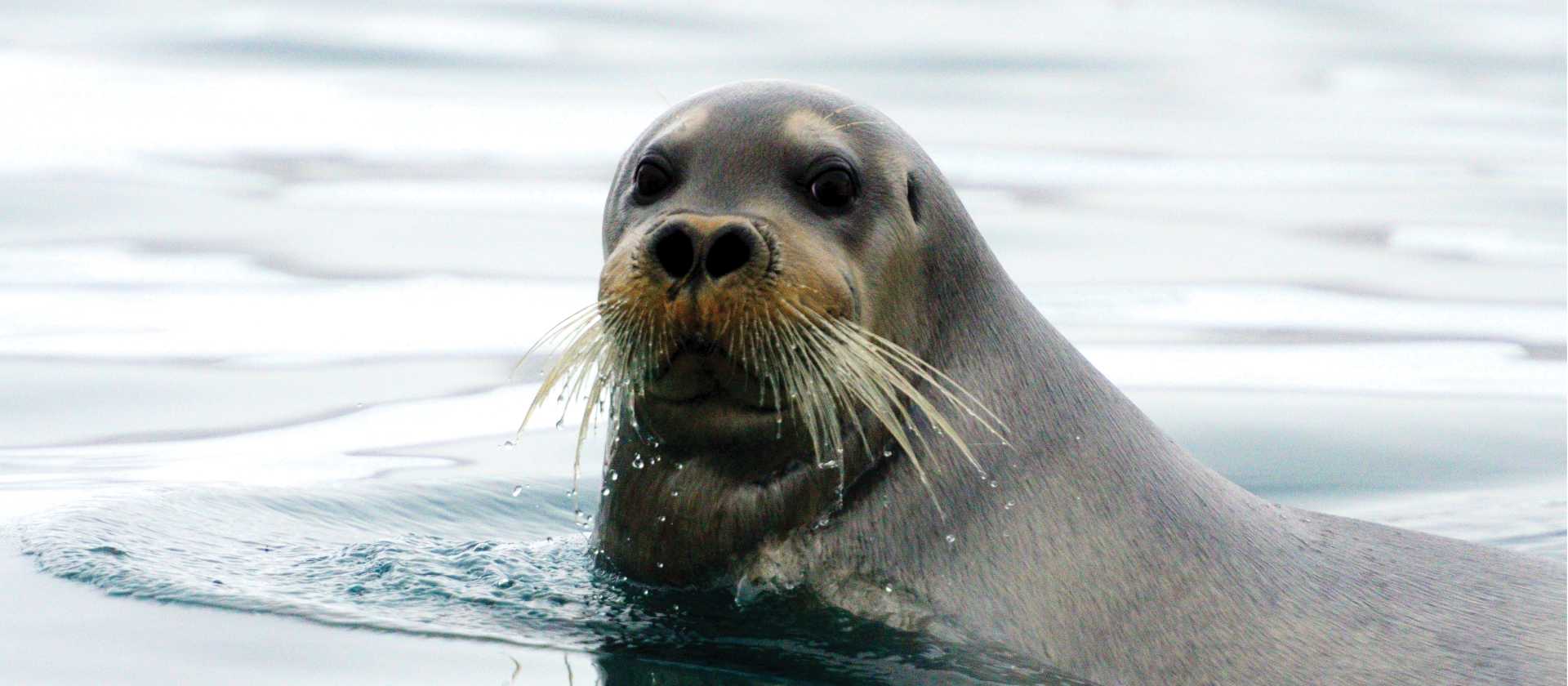 A curious Beared Seal | © Danny Catt