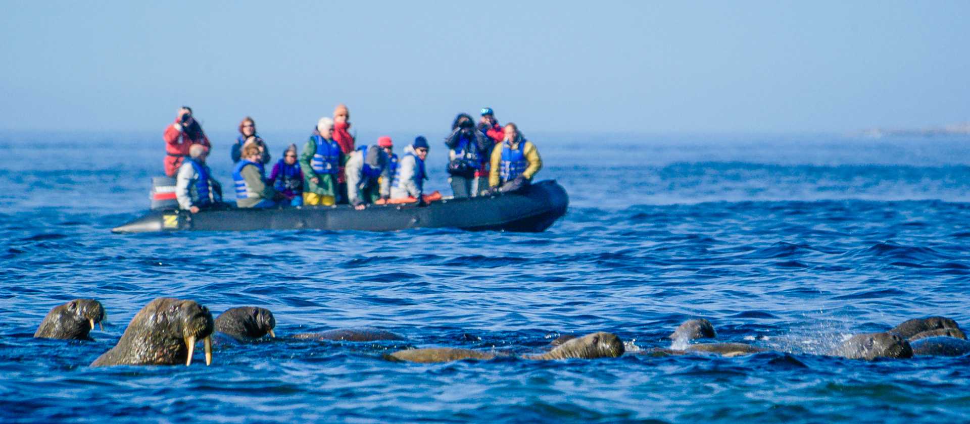 Walrus Encounter by Zodiac | Dennis Minty
