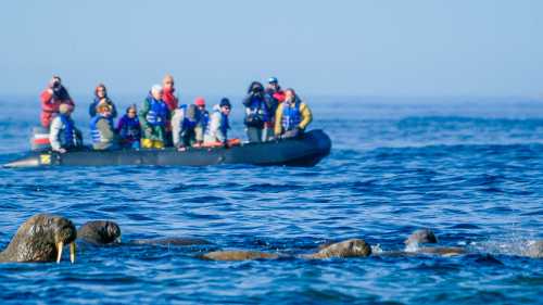 Walrus Encounter by Zodiac | Dennis Minty