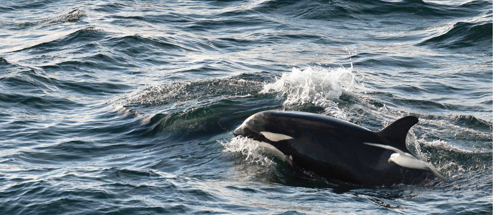 Orca off the coast of Iceland | Michelle Valberg