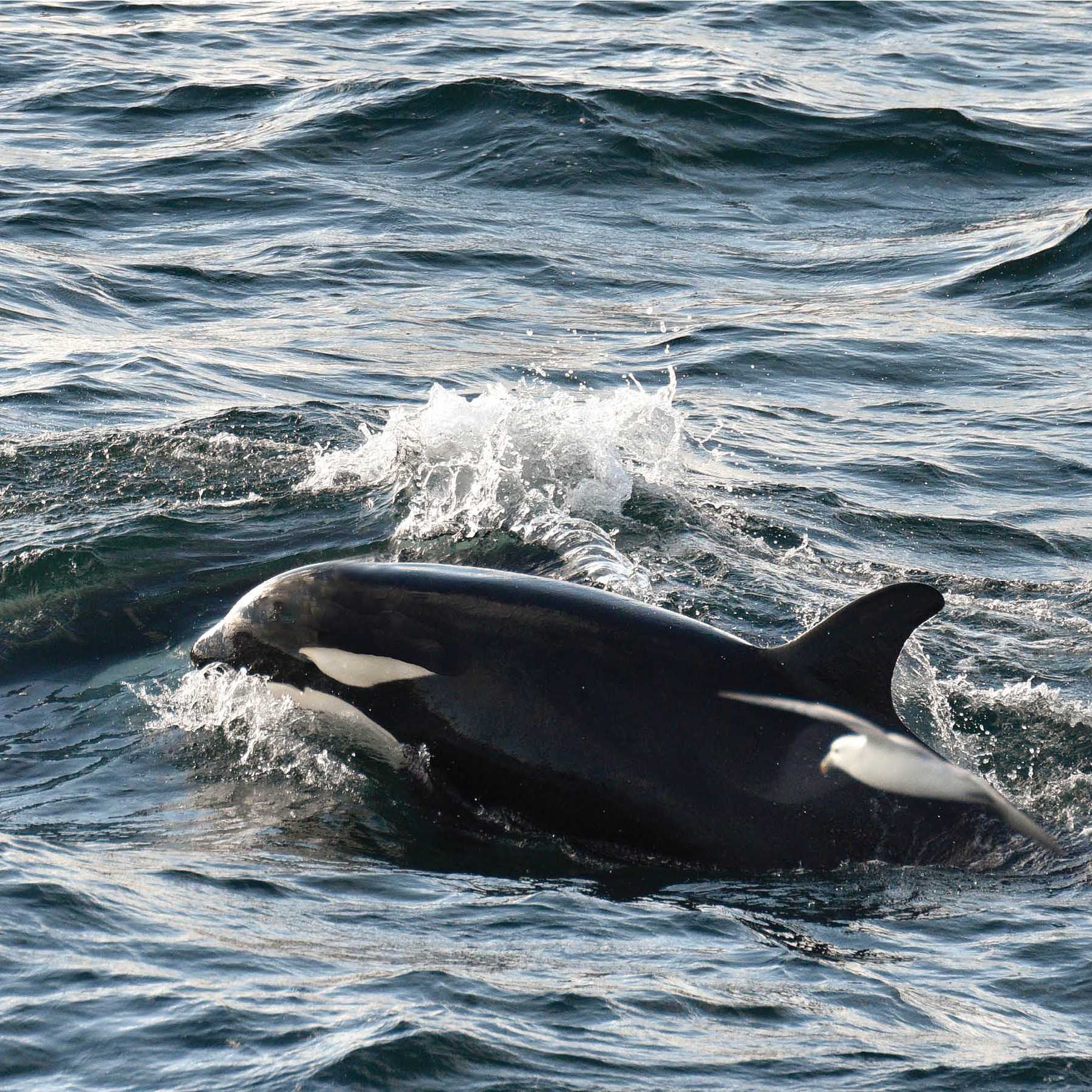 Orca off the coast of Iceland | Michelle Valberg