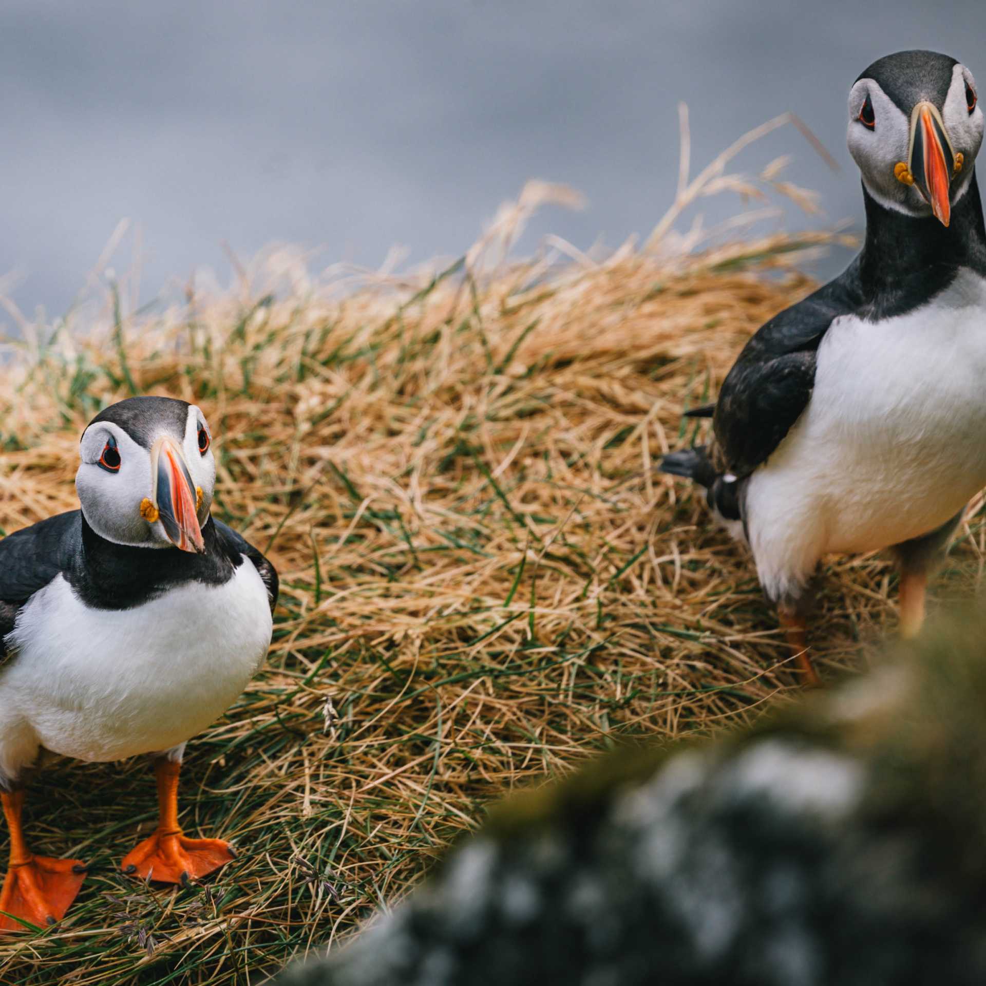 Atlantic puffins | Liz Carlson