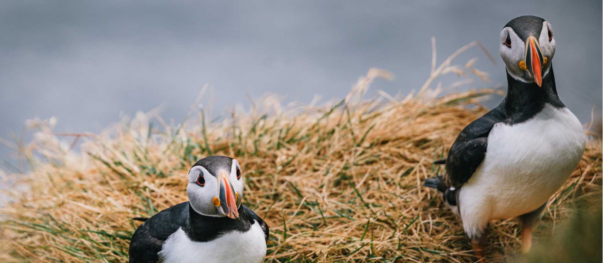Atlantic puffins | Liz Carlson