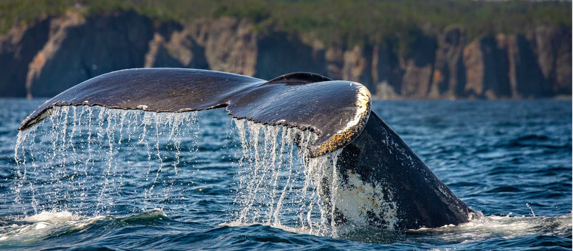 A humpback whale tail descending into the ocean off the coast of Newfoundland | Dennis Minty