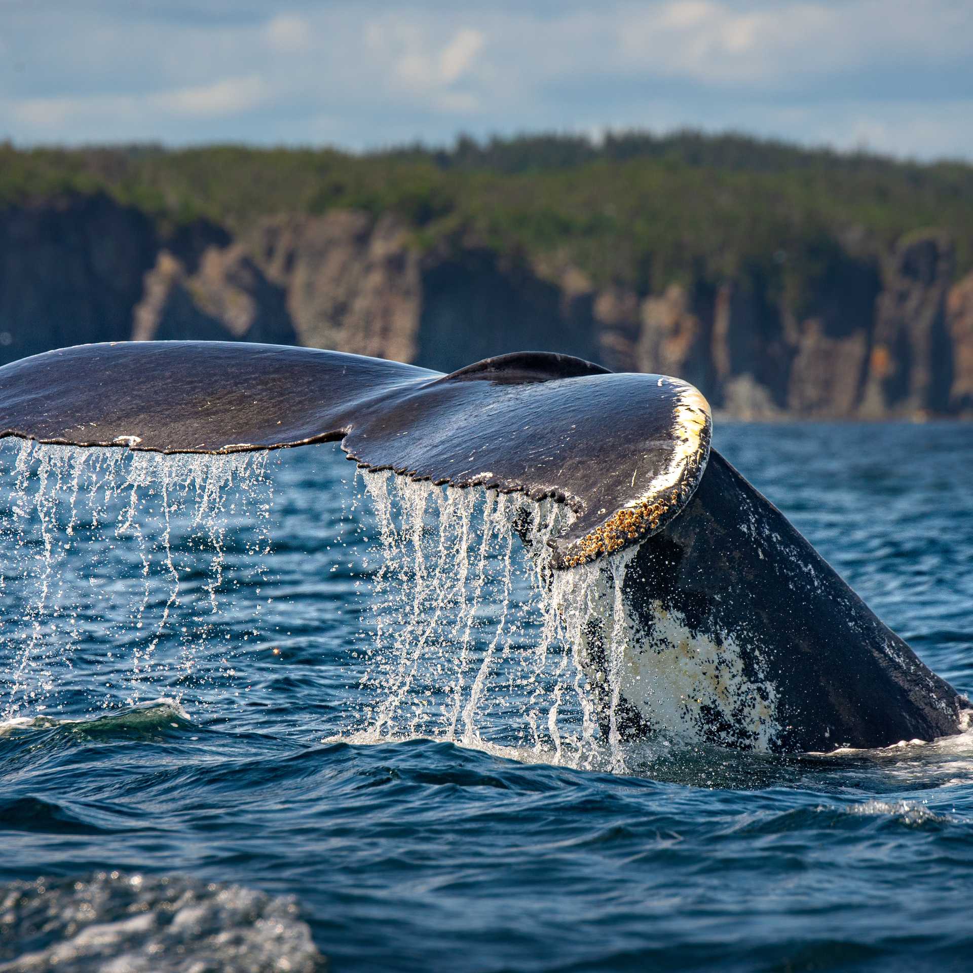A humpback whale tail descending into the ocean off the coast of Newfoundland | Dennis Minty