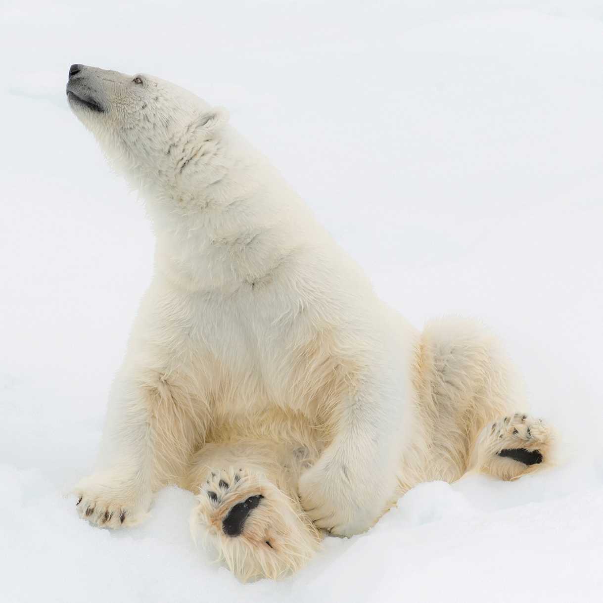 Relaxing on the ice | ©Andrew Stewart