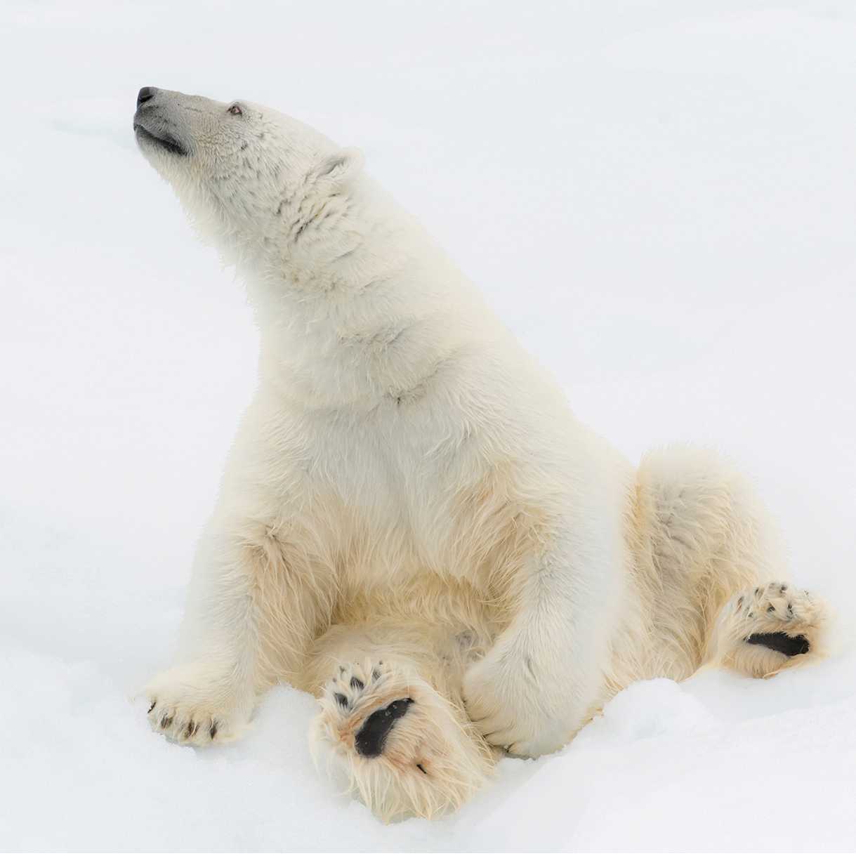Relaxing on the ice | ©Andrew Stewart