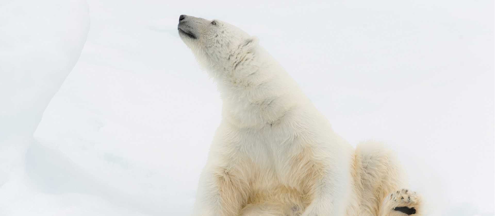 Relaxing on the ice | ©Andrew Stewart