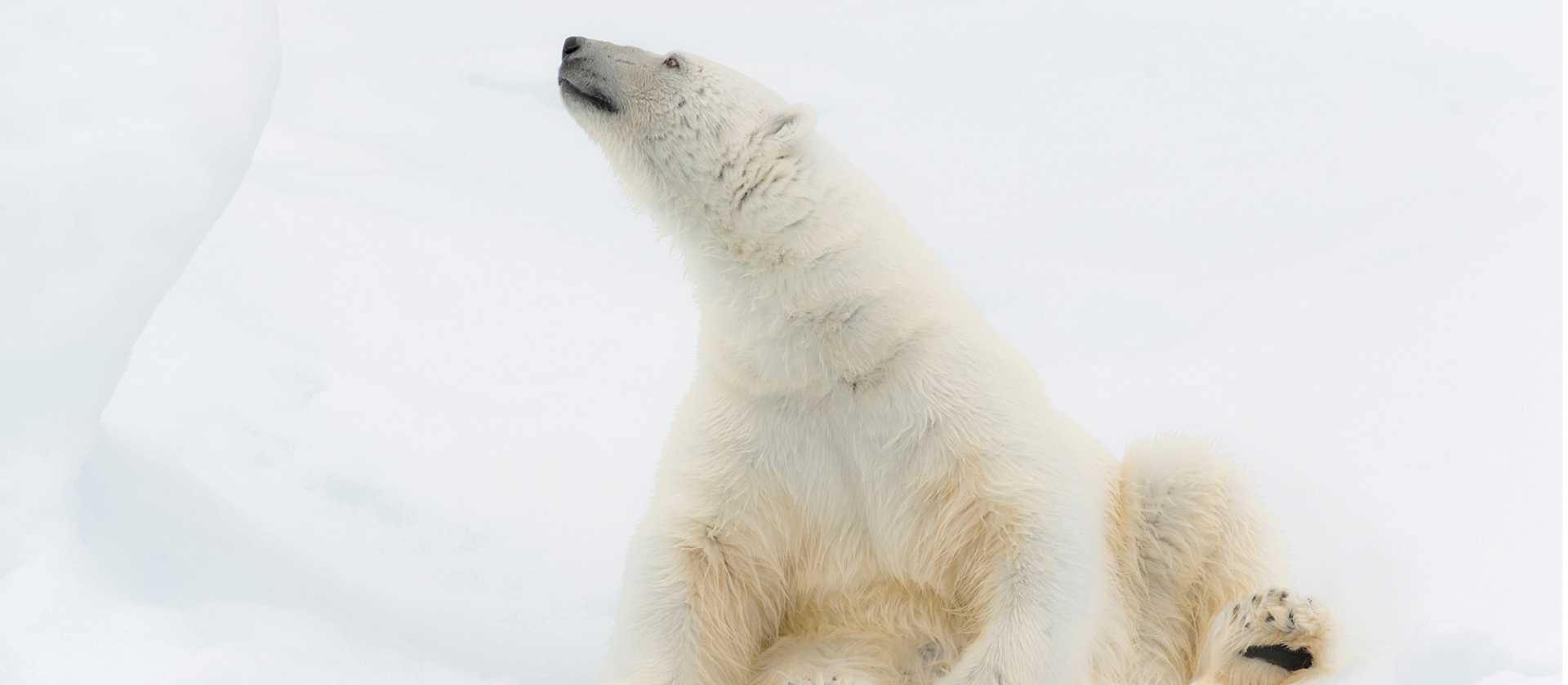 Relaxing on the ice | ©Andrew Stewart