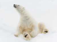 Relaxing on the ice |  ©Andrew Stewart