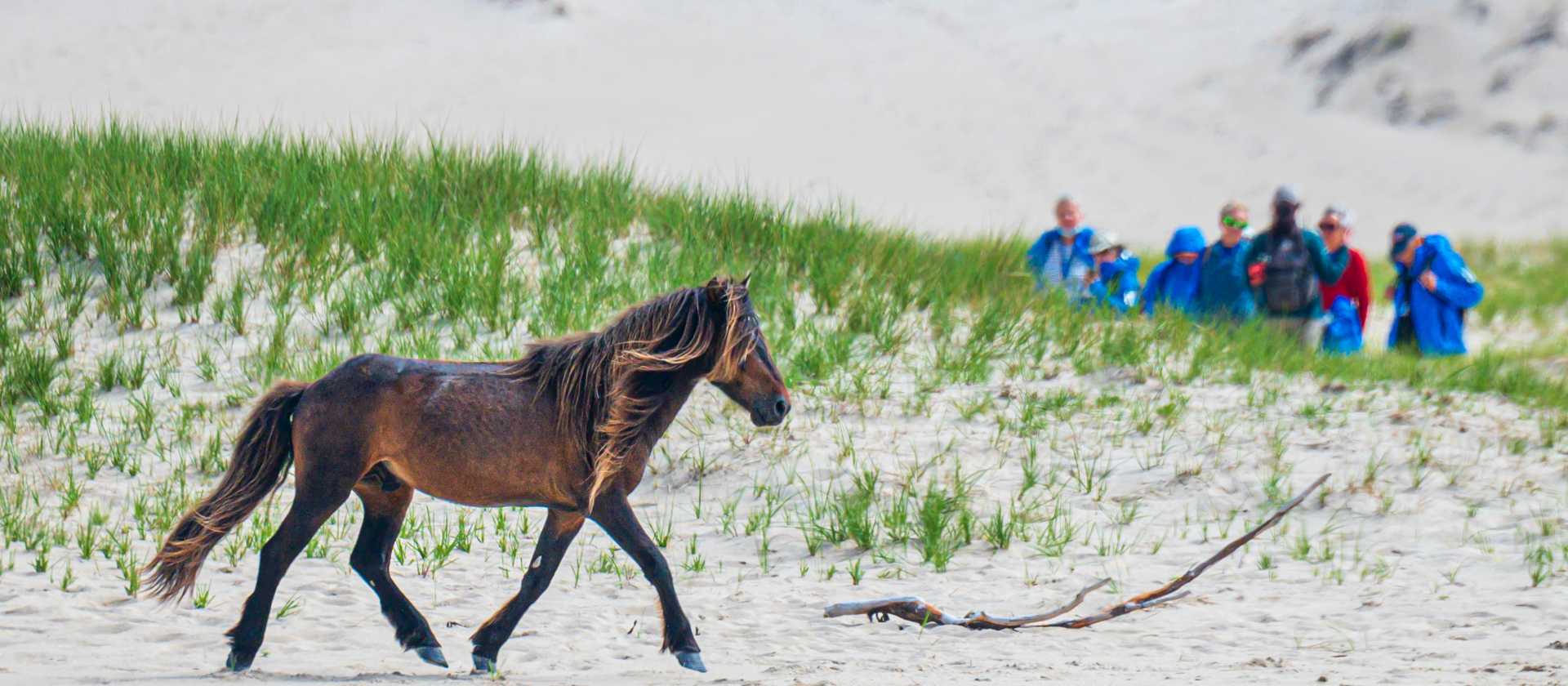 Wild horse roam the grassy dunes of Sable Island | Dennis Minty
