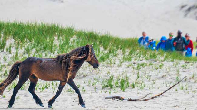 Wild horse roam the grassy dunes of Sable Island | Dennis Minty