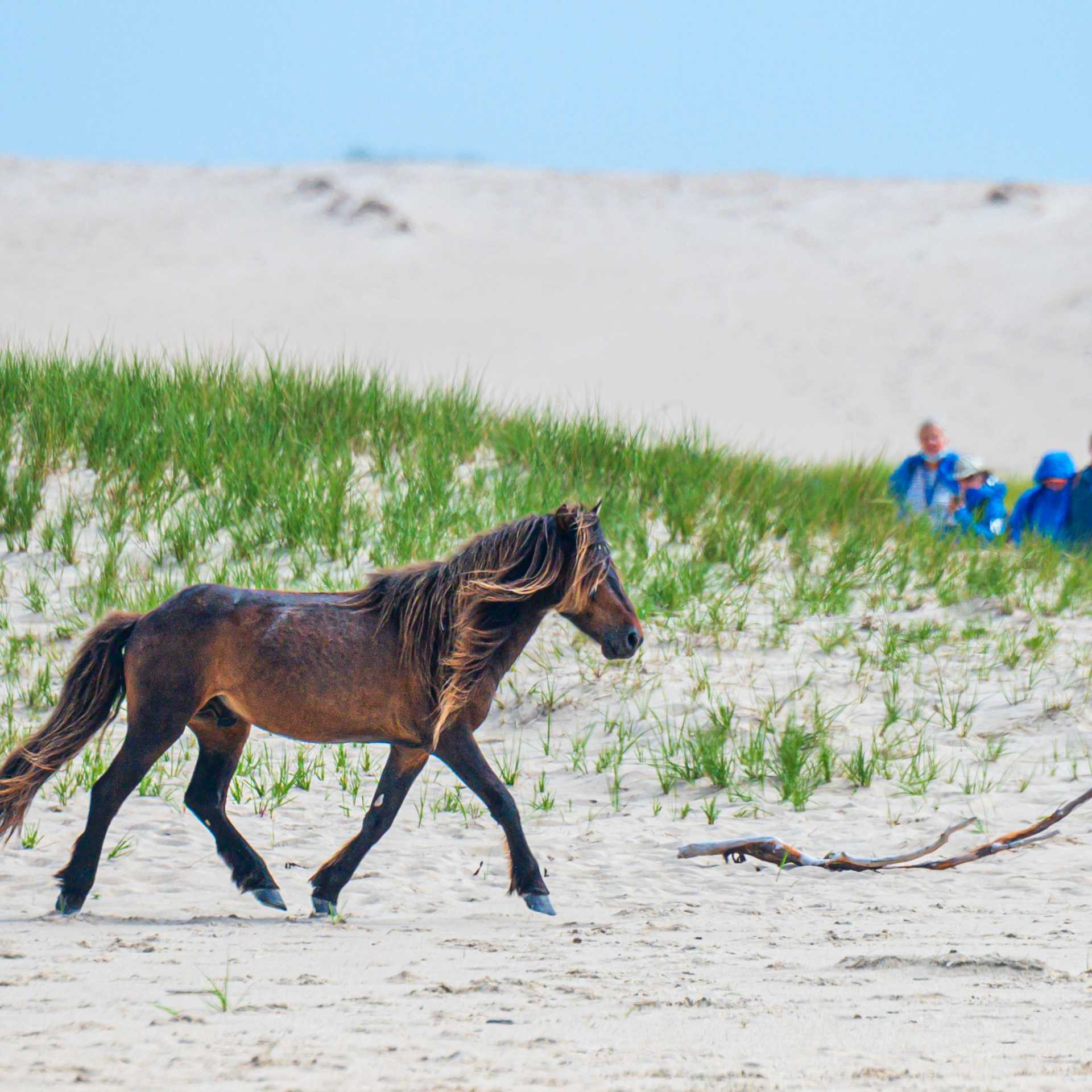 Wild horse roam the grassy dunes of Sable Island | Dennis Minty