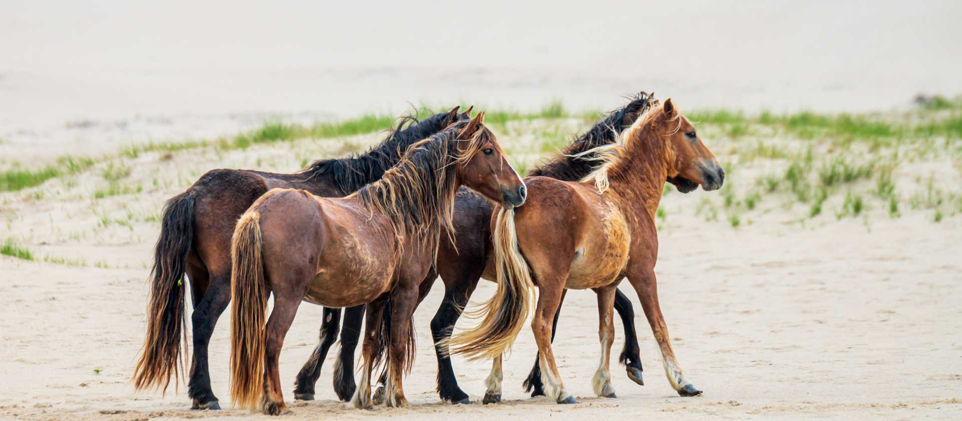 Sable Island wild horses | Dennis Minty