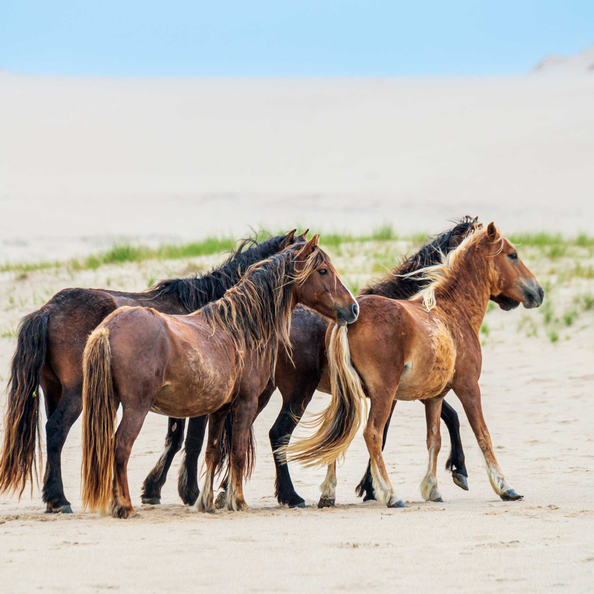 Sable Island wild horses | Dennis Minty