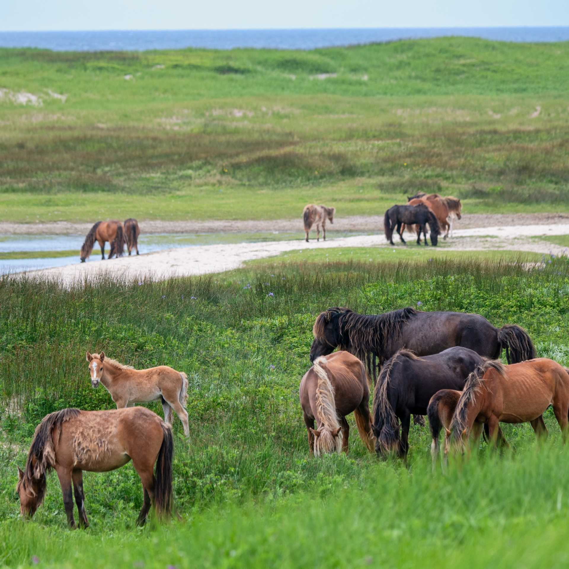 Wild horses roam the grassy dunes of Sable Island | Adventure Canada