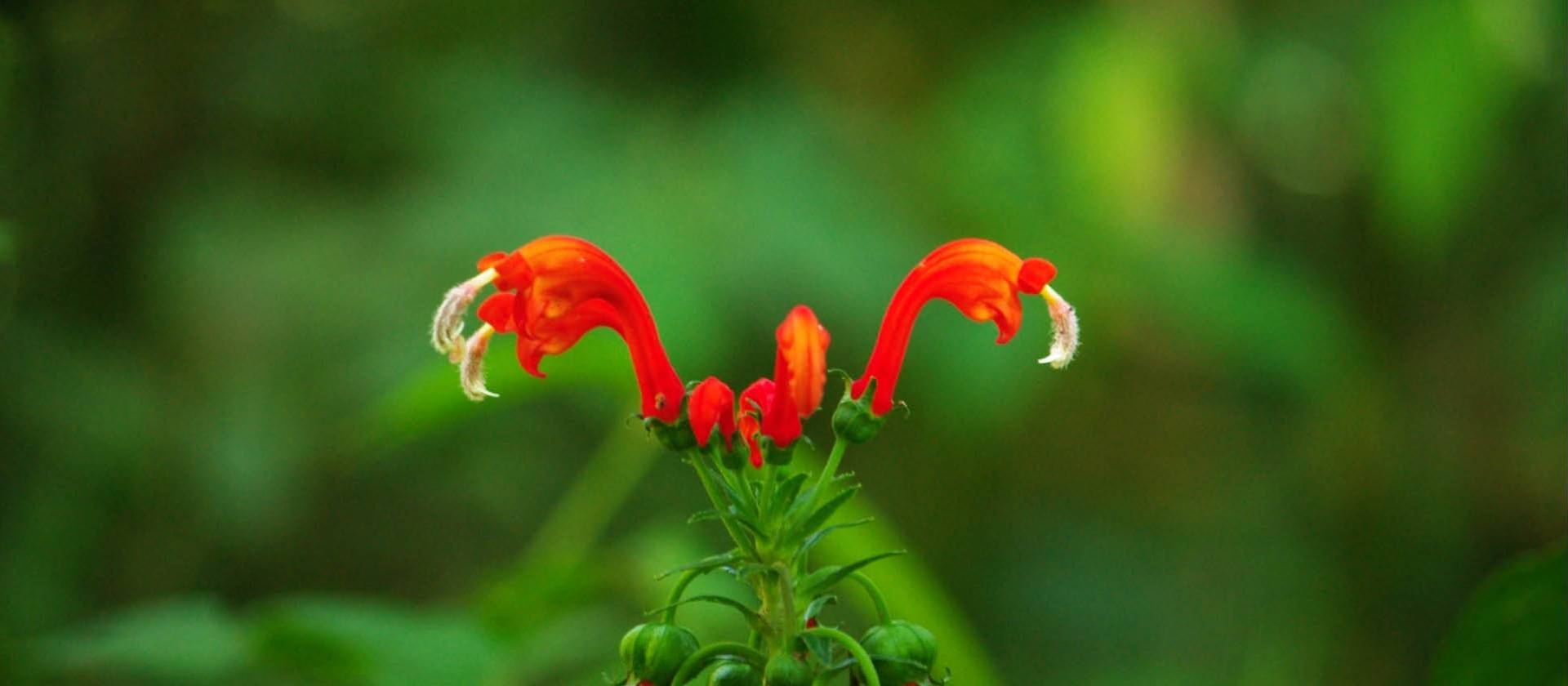Flora species abound in the jungle