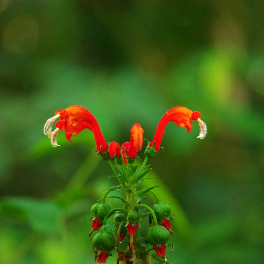 Flora species abound in the jungle