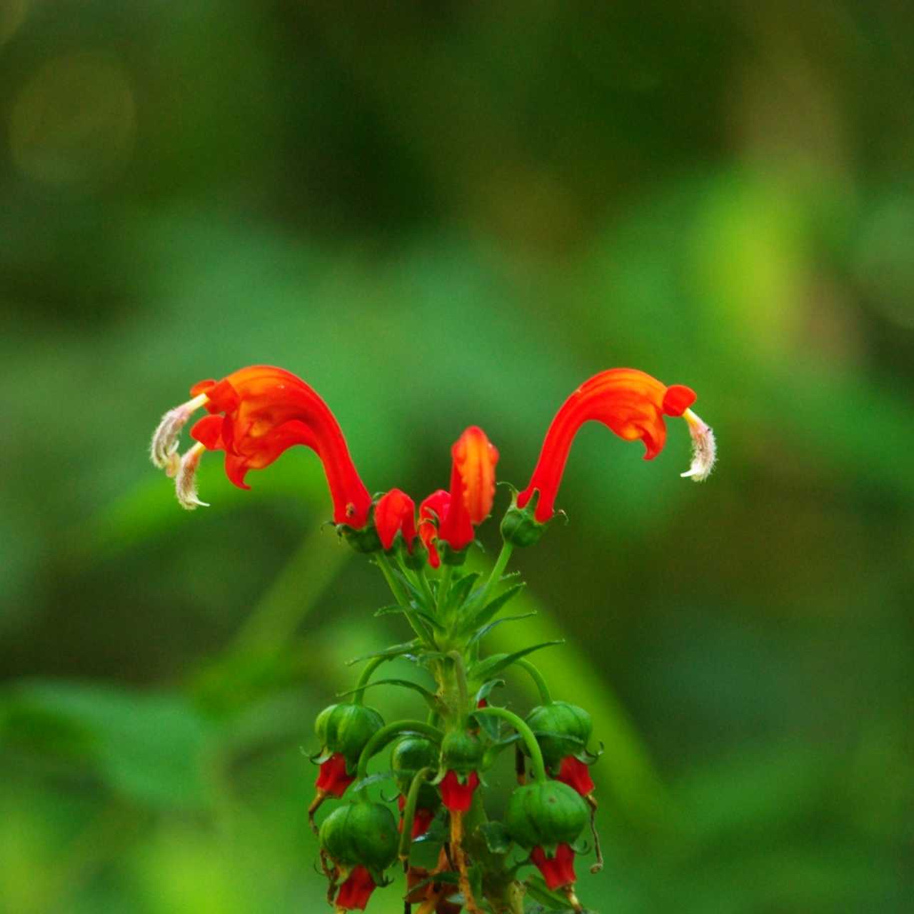 Flora species abound in the jungle