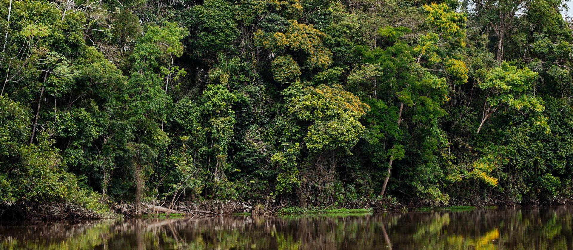 The dense Amazon jungle