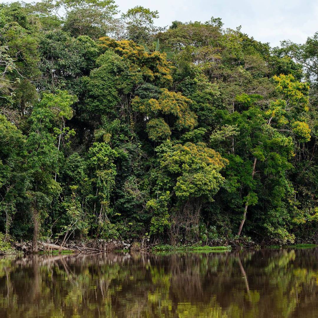 The dense Amazon jungle