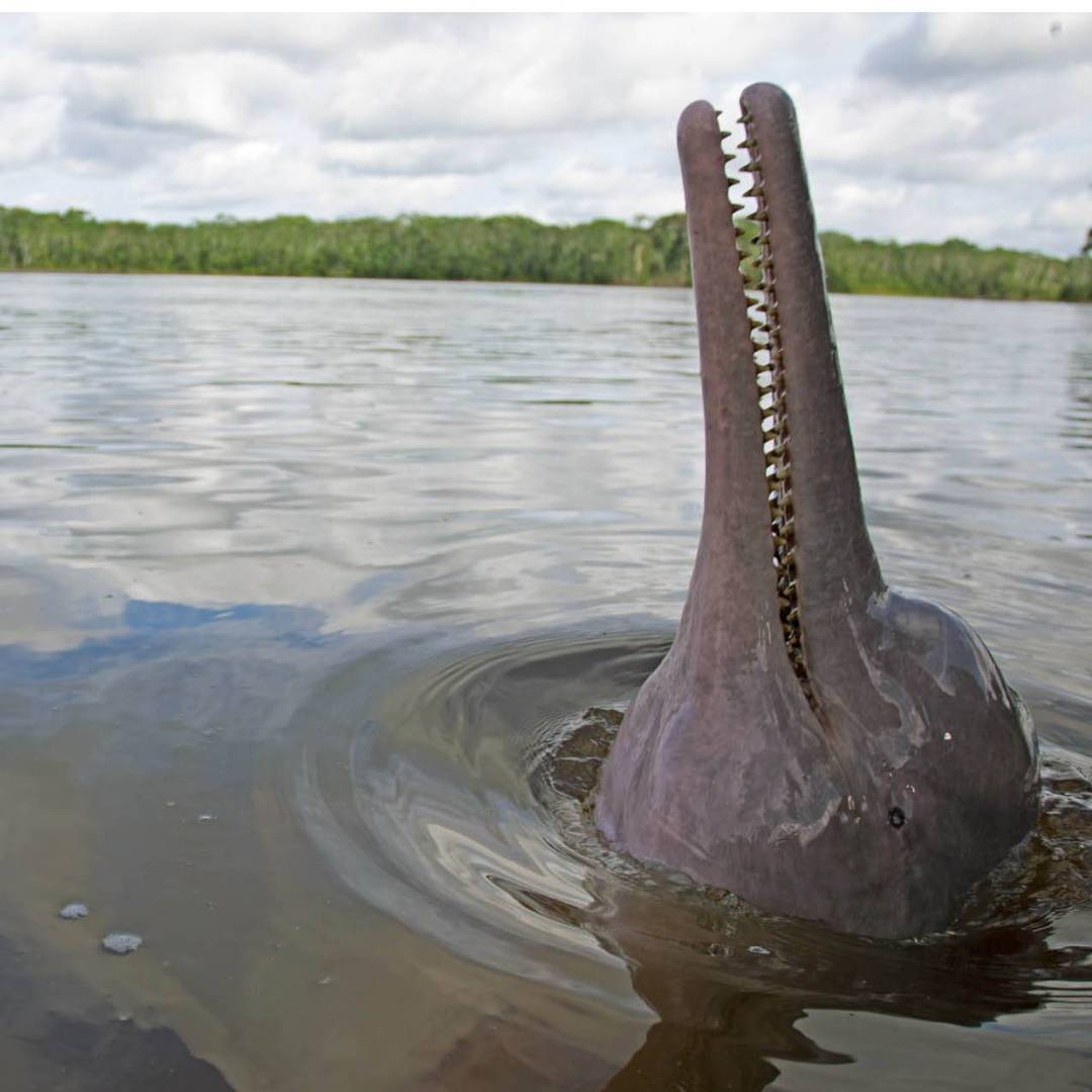 Pink River Dolphin