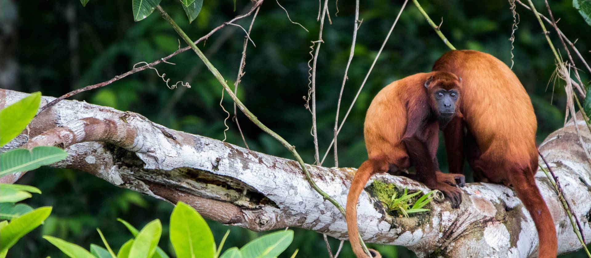Spotting the Red Howler Monkey