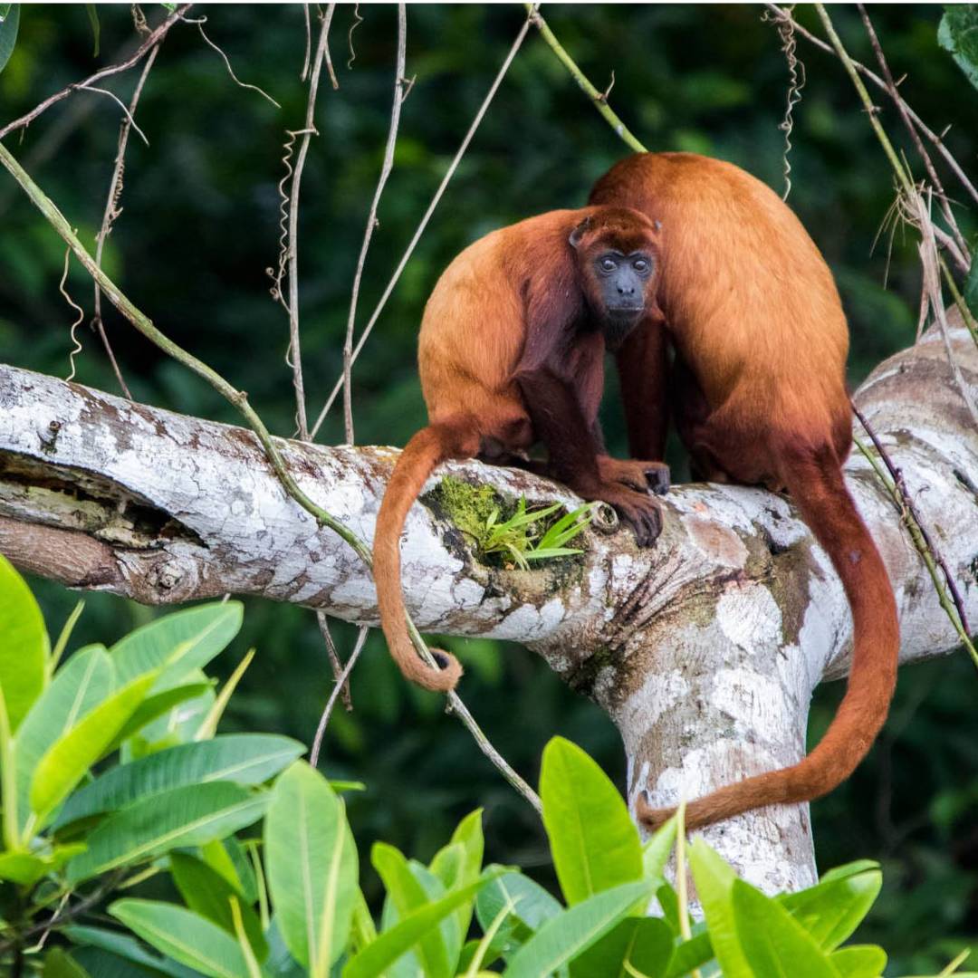 Spotting the Red Howler Monkey