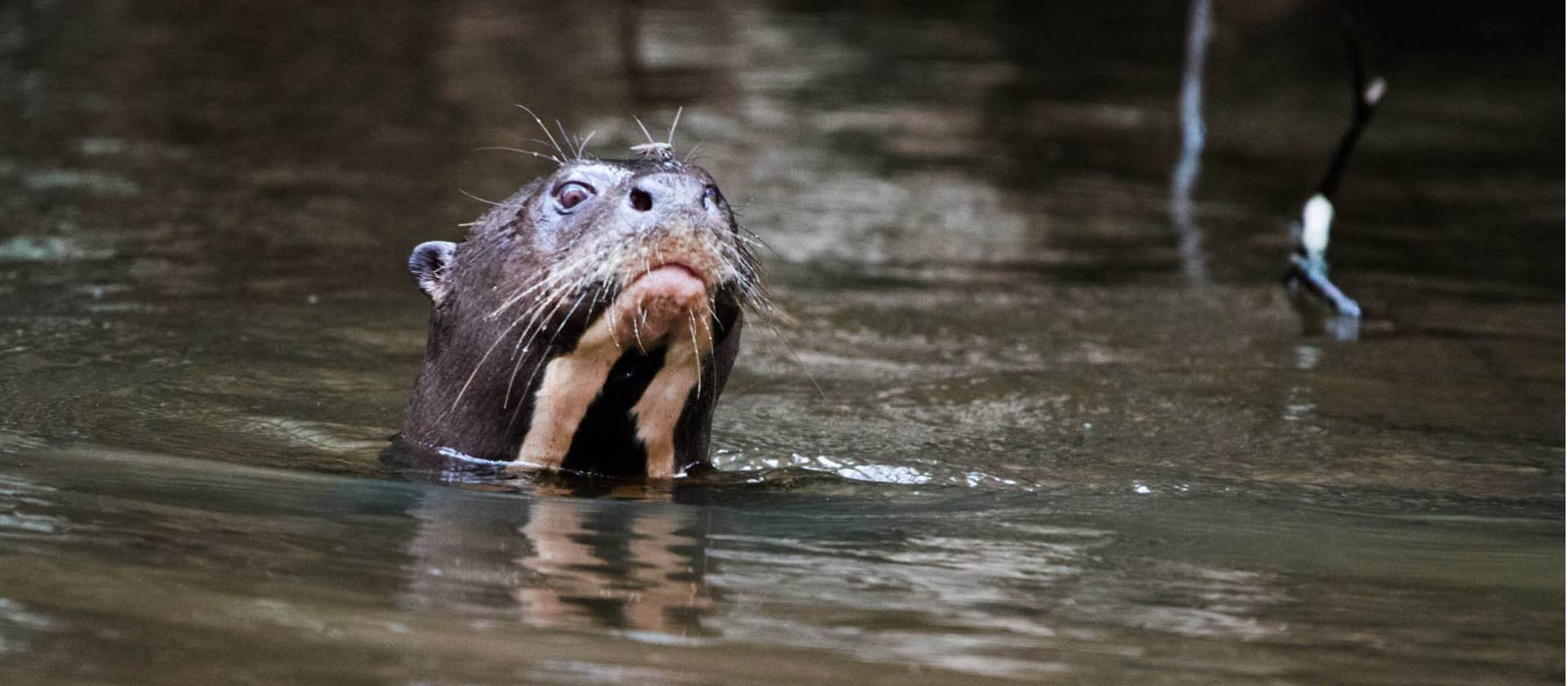 The large River Otter are found in the Ecuadorian Amazon