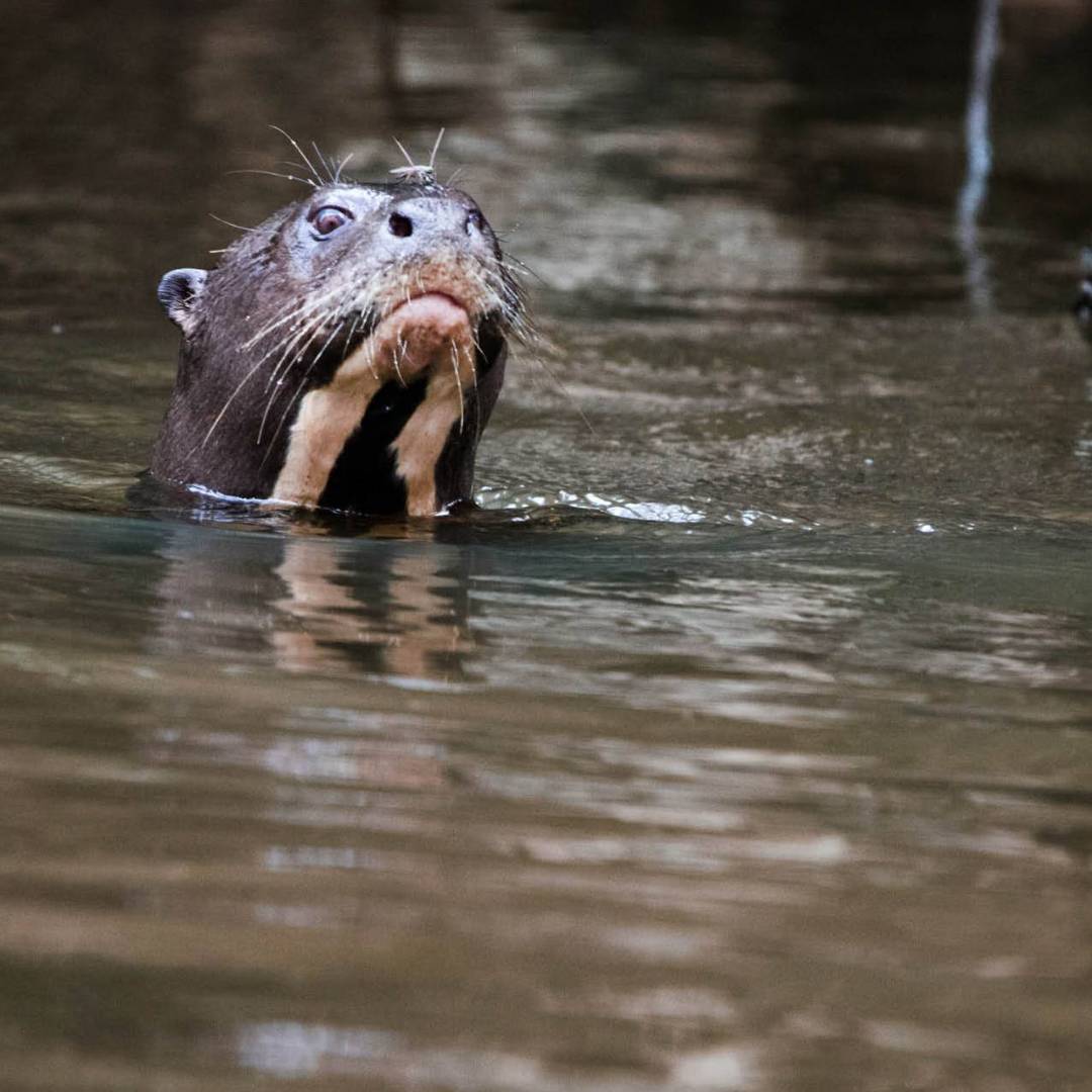 The large River Otter are found in the Ecuadorian Amazon