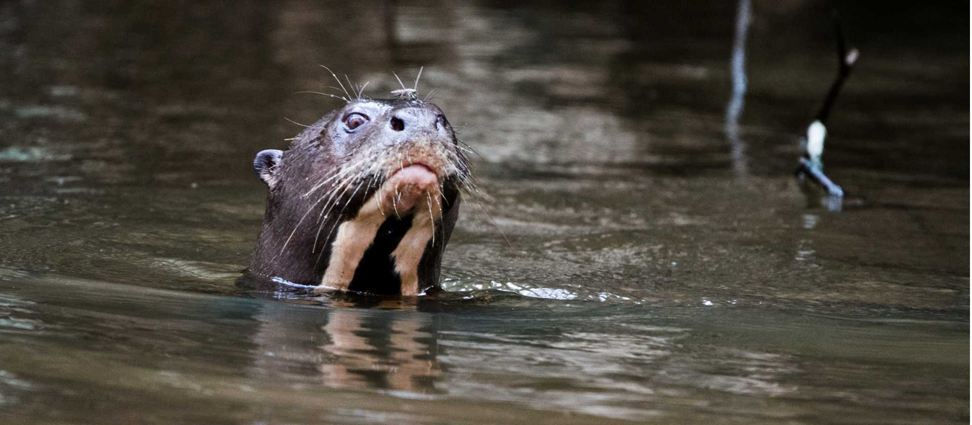The large River Otter are found in the Ecuadorian Amazon