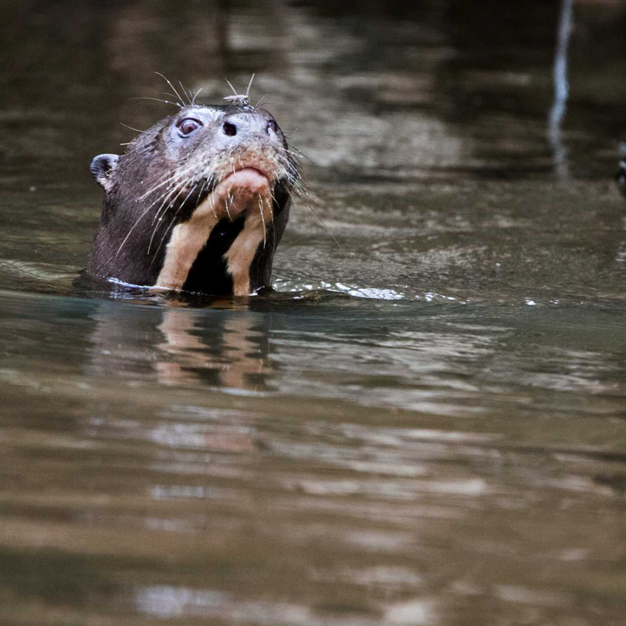 The large River Otter are found in the Ecuadorian Amazon