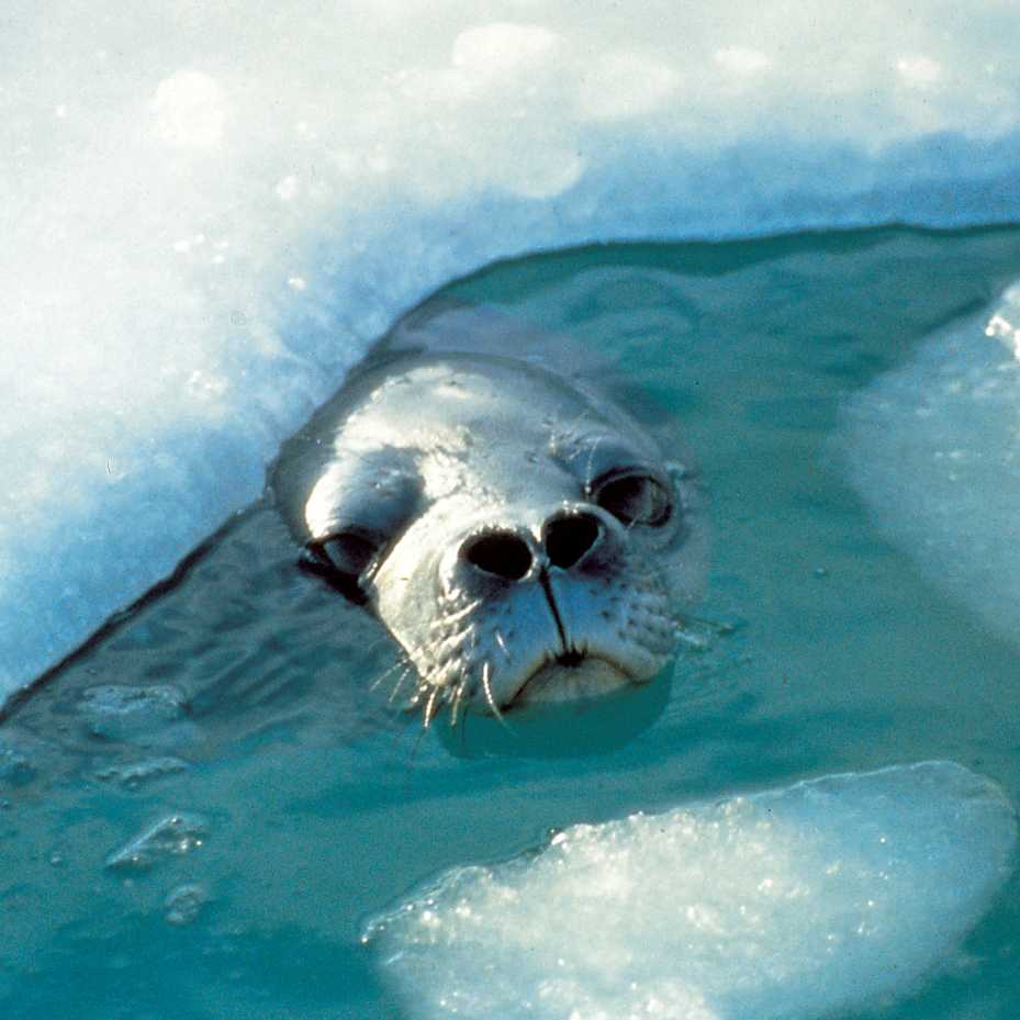A curious seal | Sue Werner