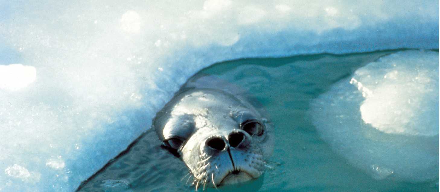 A curious seal | Sue Werner