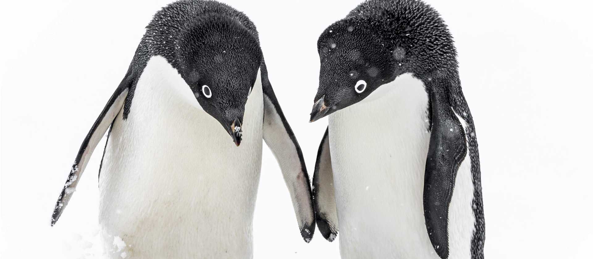 A pair of Adelie penguins, Antarctica | Sara Jenner