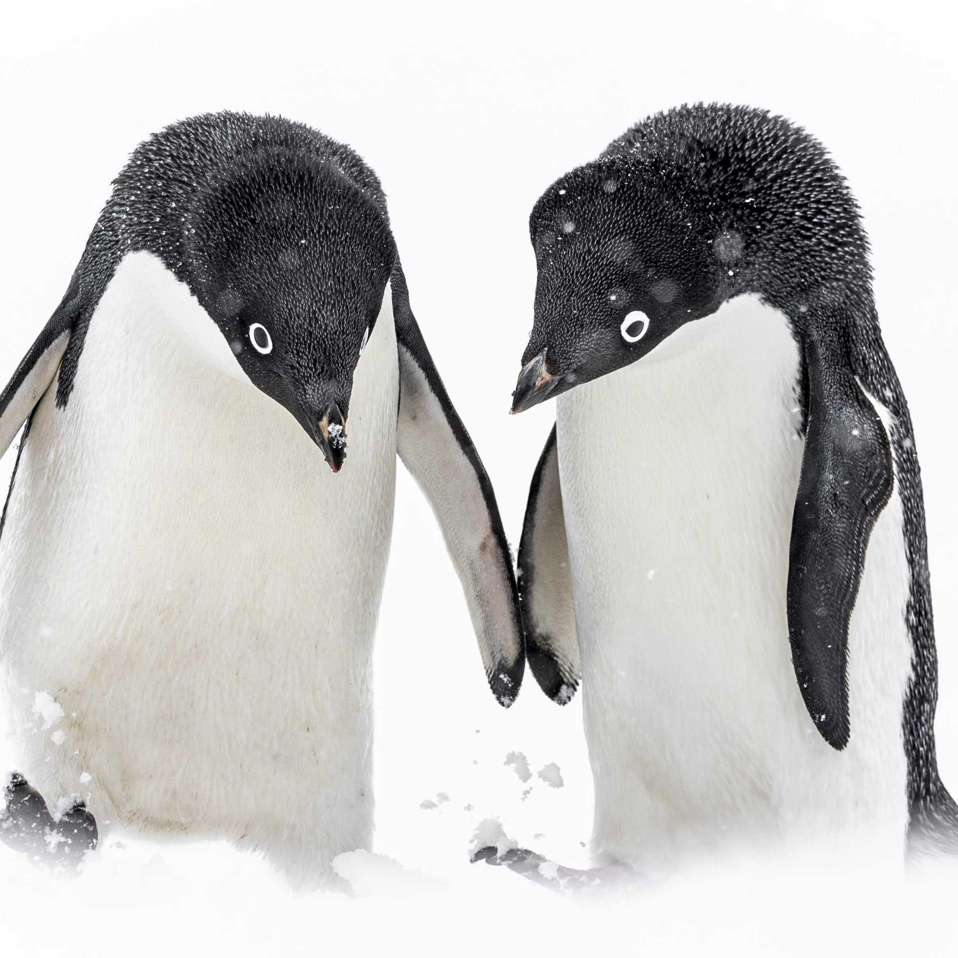 A pair of Adelie penguins, Antarctica | Sara Jenner