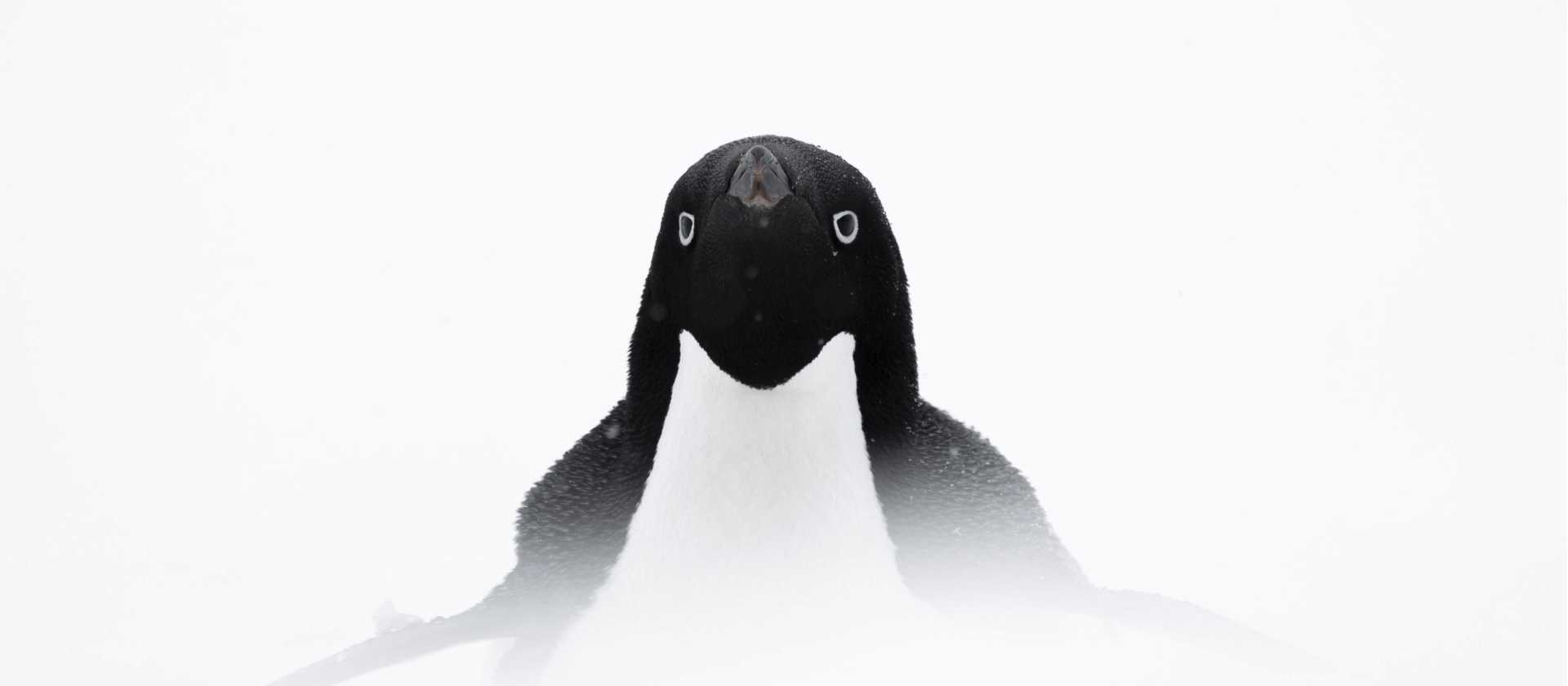 Adelie penguin, Antarctica | Sara Jenner