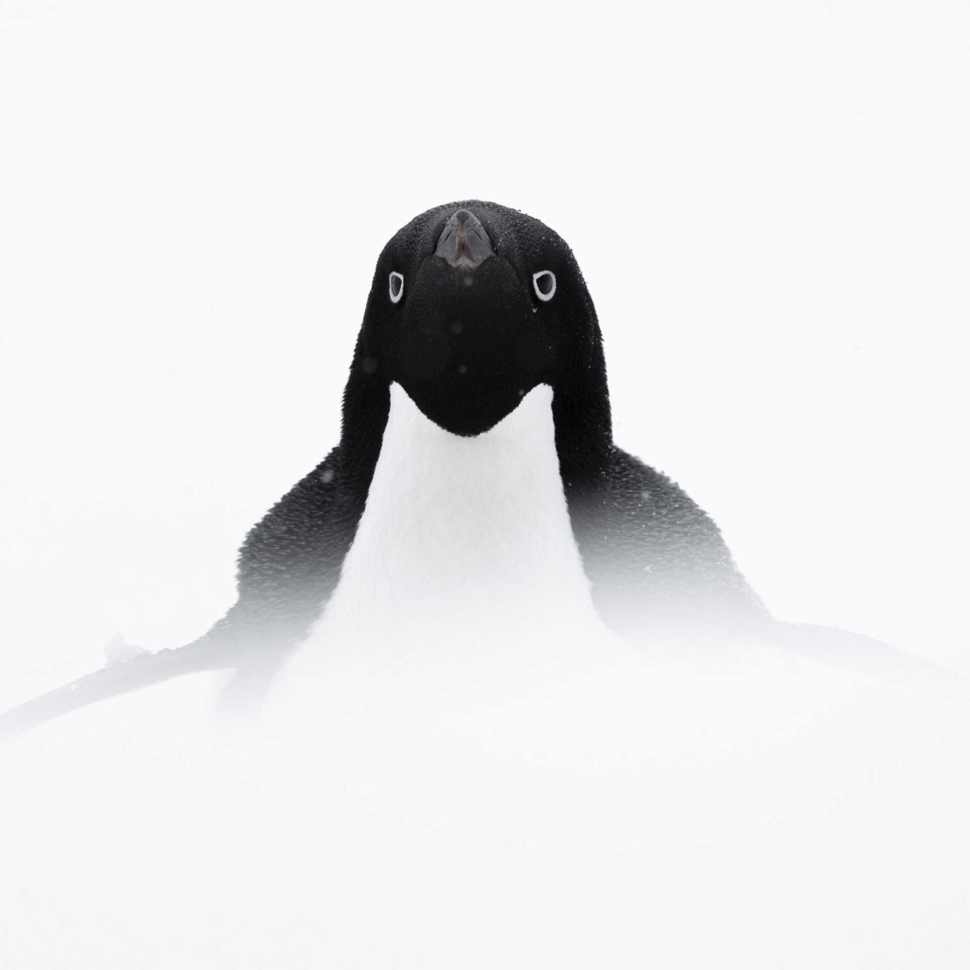 Adelie penguin, Antarctica | Sara Jenner