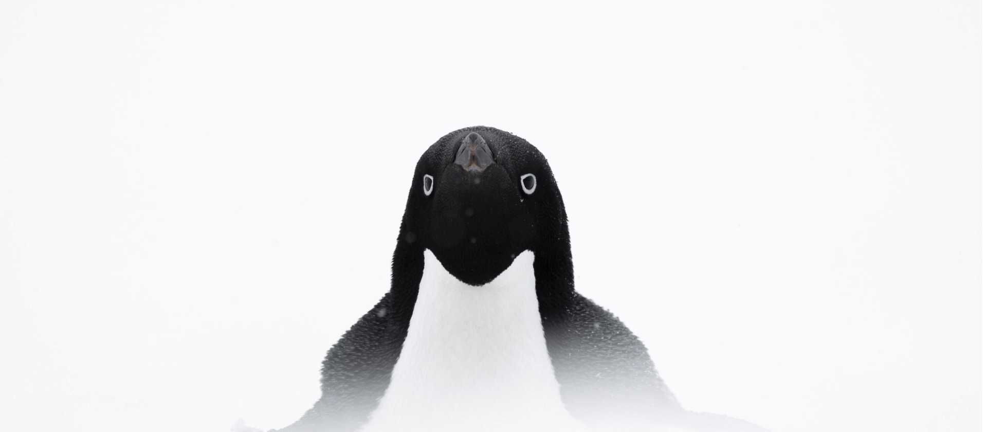 Adelie penguin, Antarctica | Sara Jenner