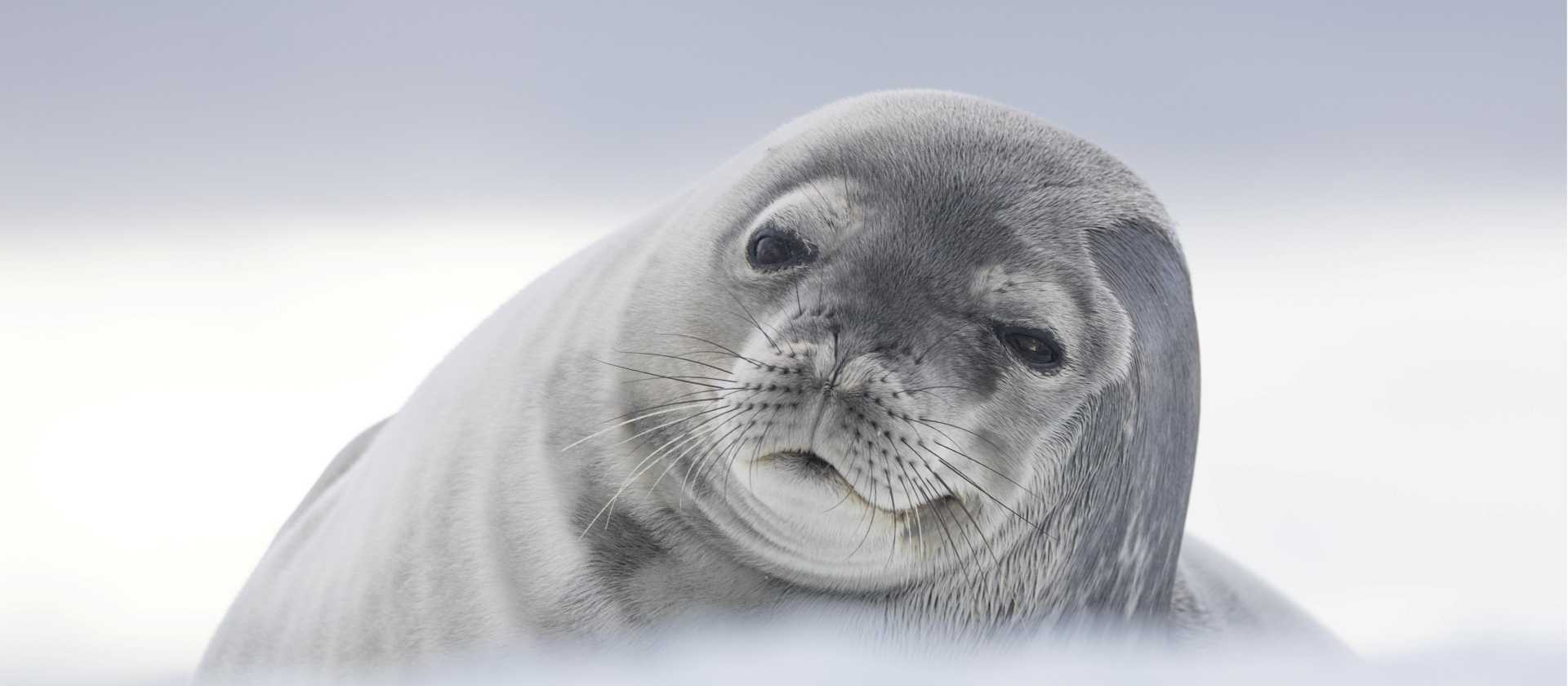 Weddell Seal, Antarctica | Sara Jenner
