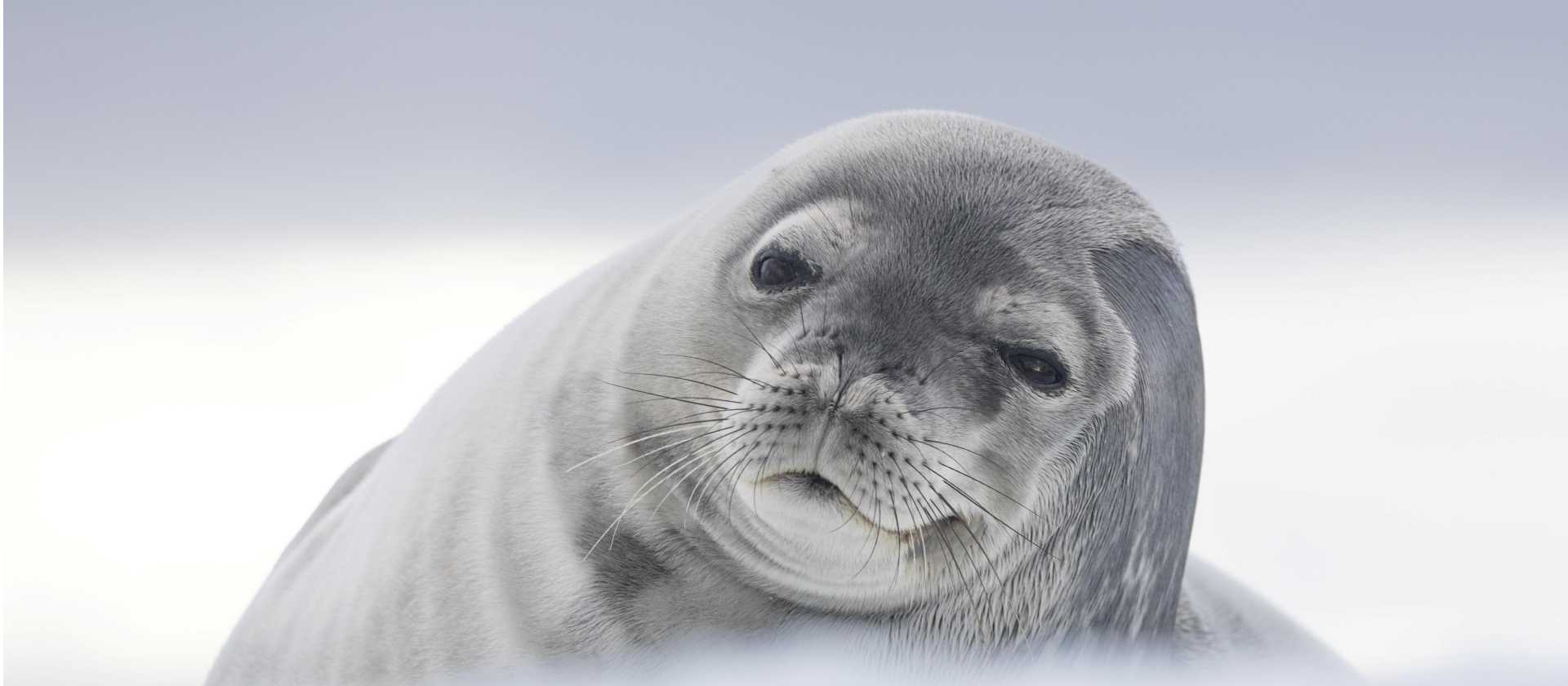 Weddell Seal, Antarctica | Sara Jenner