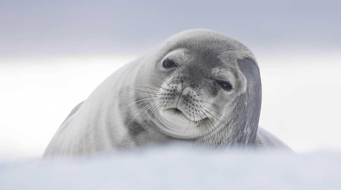 Weddell Seal, Antarctica |  Sara Jenner