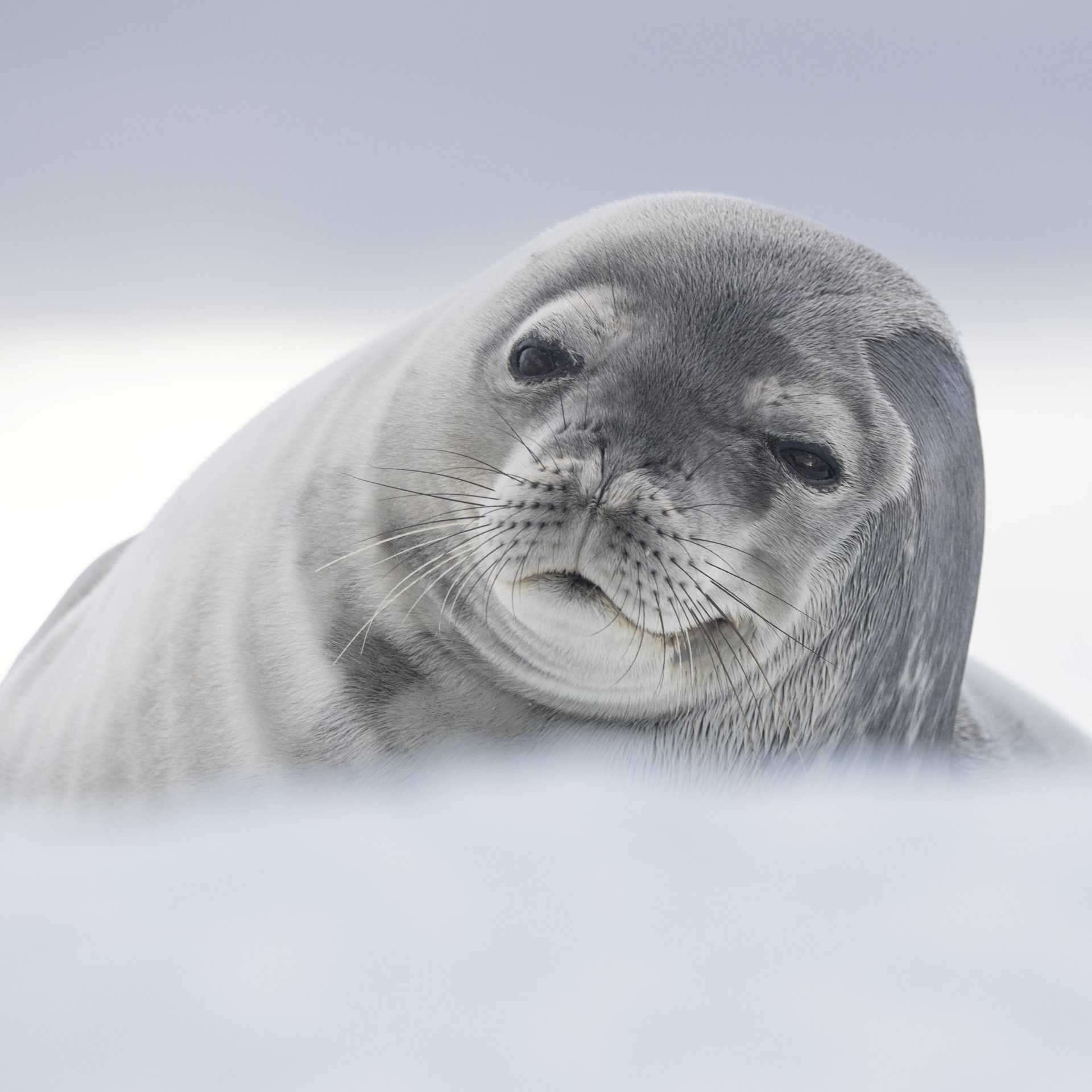 Weddell Seal, Antarctica | Sara Jenner