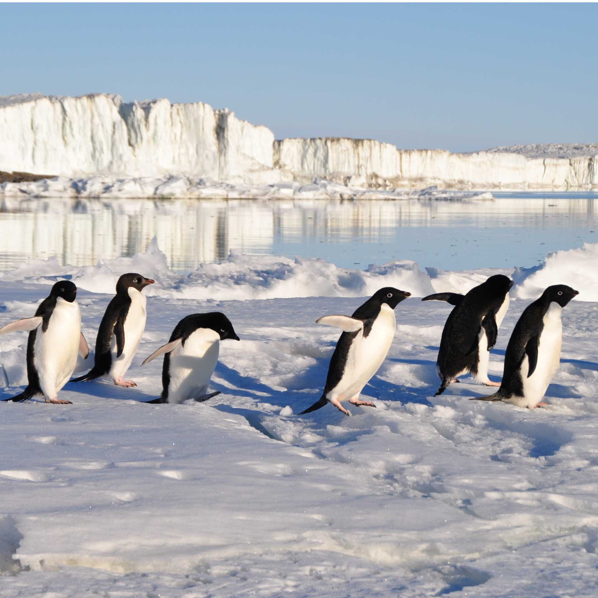 Busy little Adelie Penguins