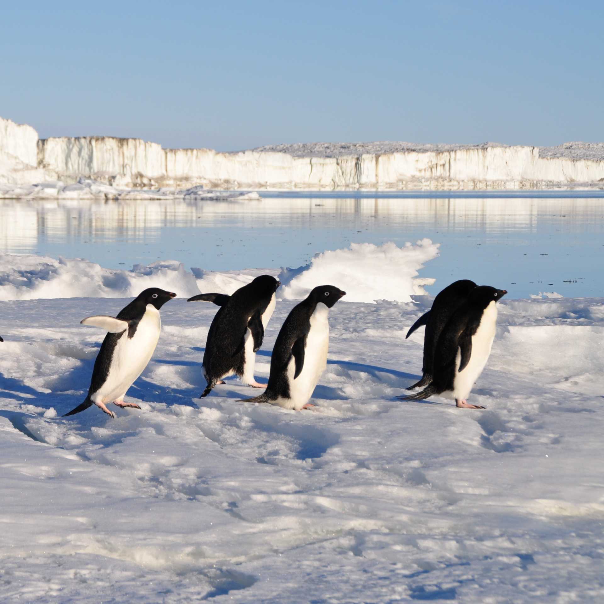 Busy little Adelie Penguins