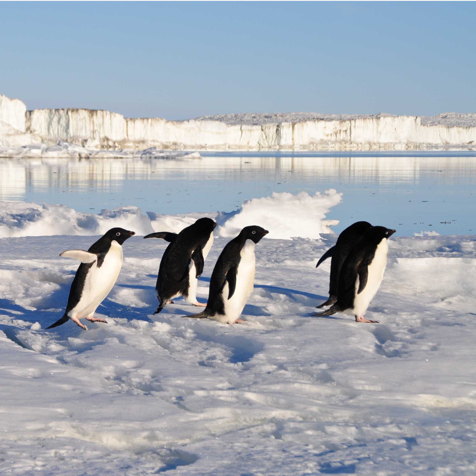 Busy little Adelie Penguins