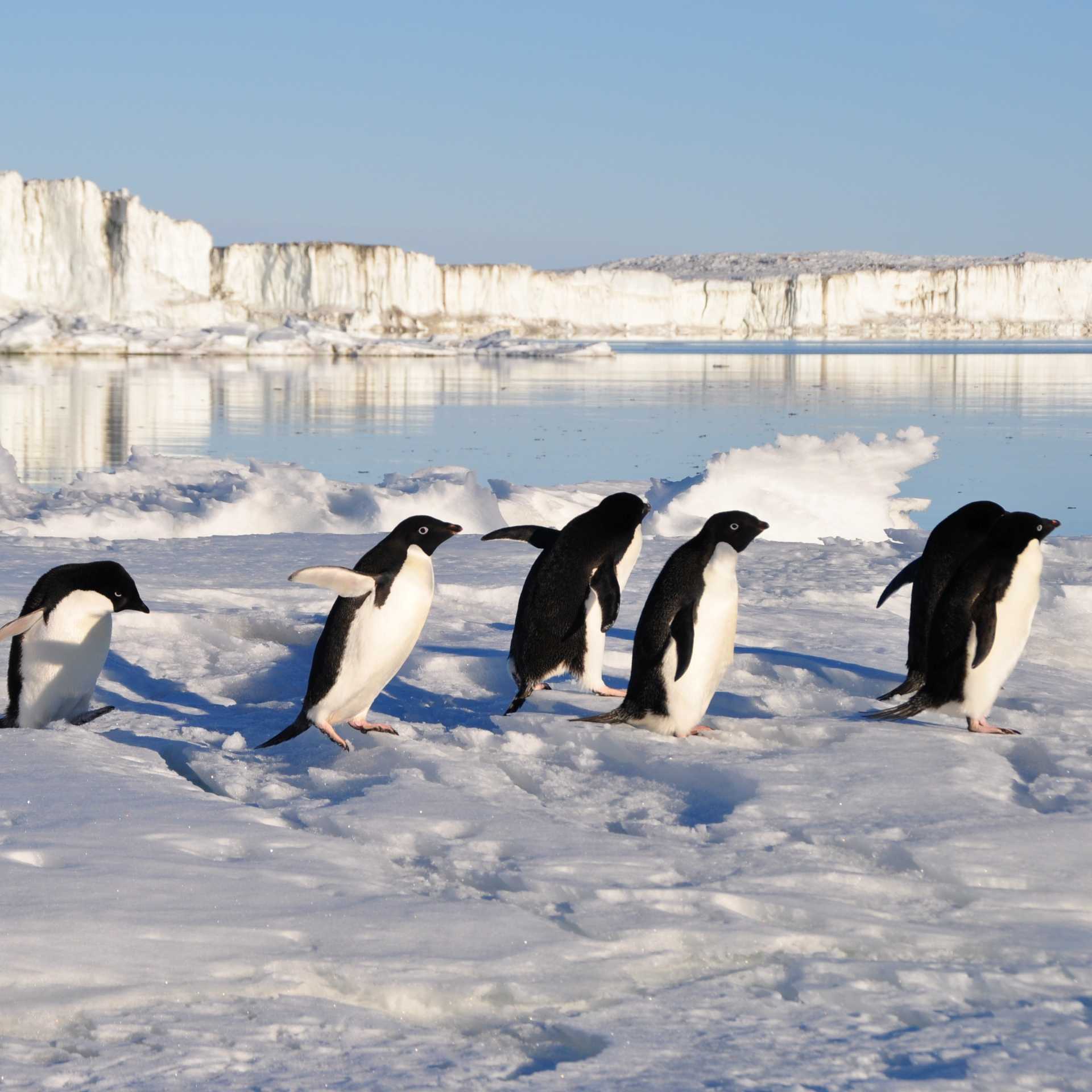 Busy little Adelie Penguins