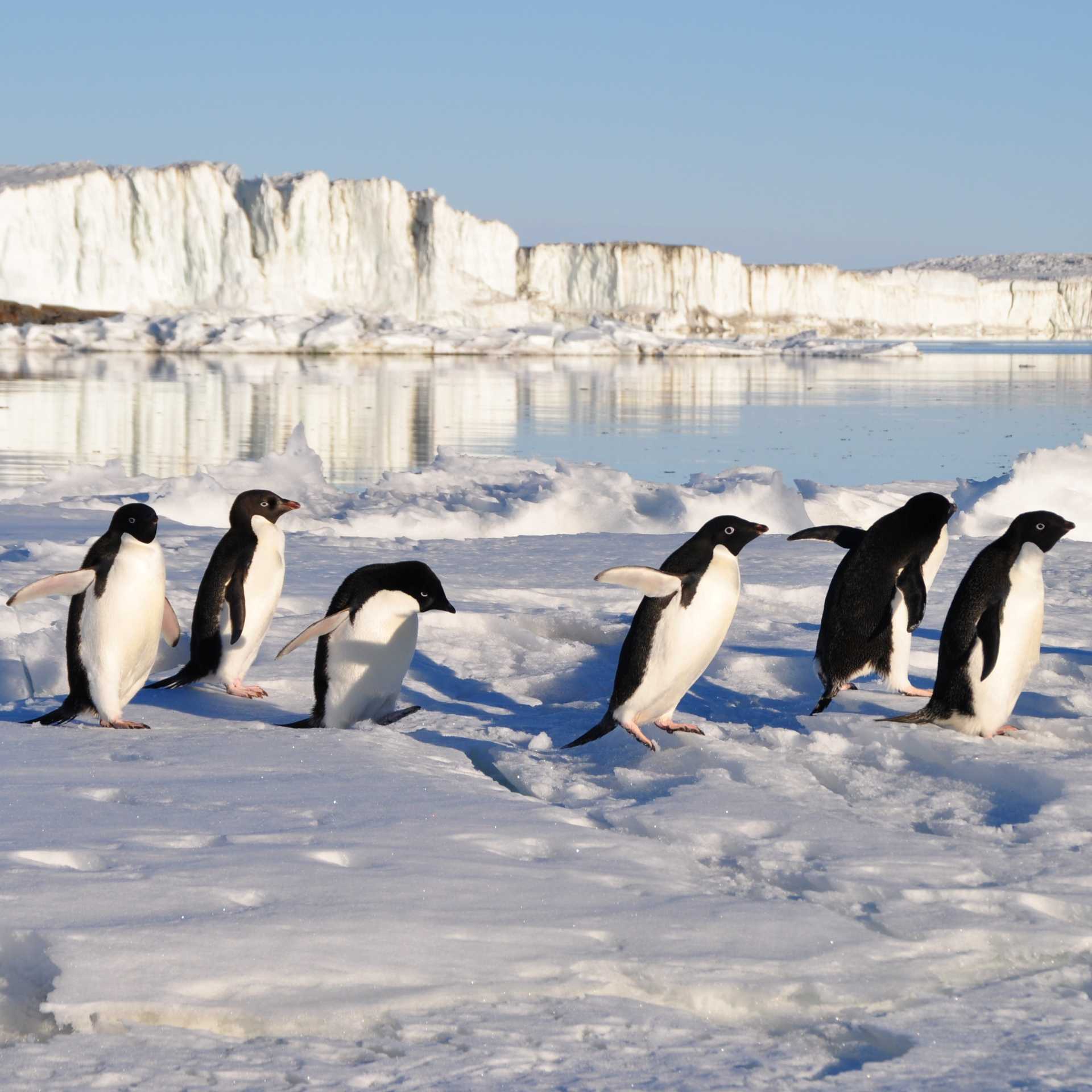 Busy little Adelie Penguins