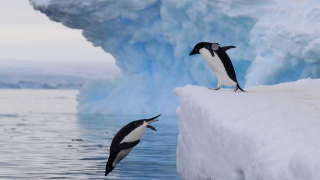 Adelie Penguins take the plunge in Antarctica | K Ovsyanikova